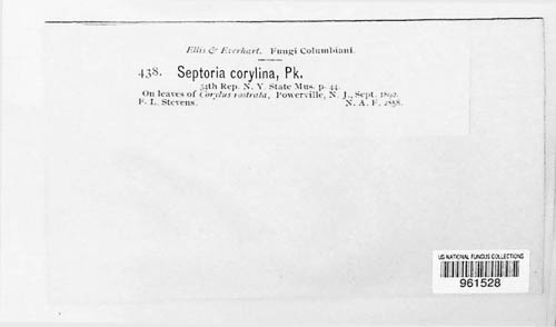 Septoria corylina image